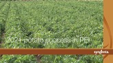 PEI Potato success in 2021