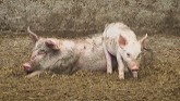 Meet a farmer in Canada who raising pigs right