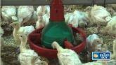 Iowa Turkeys Driving Soybean Demand