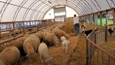 Sheep Farming: Straw For Lamb Pen