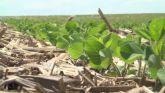 Managing the Timing of Cover Crops