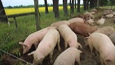 Pig Farm Training: Raising Pigs for Beginners