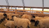 Sheep Farming At Ewetopia Farms: Feeding Sheep