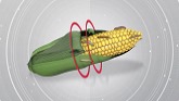 Corn Earworm Protection