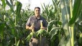 Understanding The Past To See The Future Of Corn Hybrid Plants
