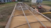 Barley Harvest!