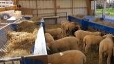 Sheep Farming At Ewetopia Farms: How ...