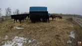 Weaning Calves on Alberta Ranch