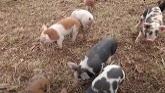 The Cost Of Farming - Feeding 100 Pastured Pigs 5 Tons!