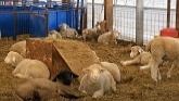 Sheep Farming At Ewetopia Farms: Harvesting Corn for Sheep Feed