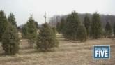 Demand For Real Christmas Trees is on the Rise