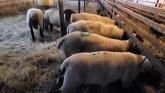 Sheep Farming At Ewetopia Farms: Rain...