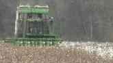 This Fall’s Wet Weather Hurt Cotton Production