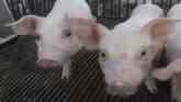 Improving Rate of Survivability of Weaned Pigs