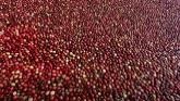 Cranberry Harvest 2021 - Family Farming