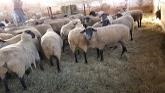 Sheep Farming At Ewetopia Farms: More Pre-lambing Preparations