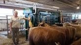 Q-Catch 86 Series Cattle Chute Review | Tulip Lane Ltd. | Arrowquip