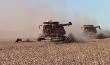 3 Case IH 8230 Axial-Flow Combines Harvesting Soybeans 