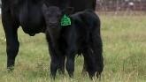 CALVING SEASON CHECKLIST - Tools and Strategies for Success - with Lindsay Waechter-Mead