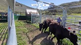 Cattle Equipment Walkthrough | S & A Signorelli Family Farm