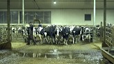 Chores On The Dairy!
