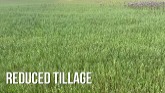 Hickson Farms- Reduced Tillage