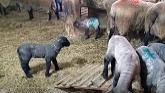 Sheep Farming At Ewetopia Farms: A Look At The Lambs
