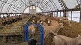 Sheep Farming At Ewetopia Farms: Reo...