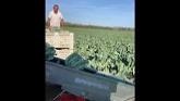 Spapperi NU Harvesting Conveyor Aid -...