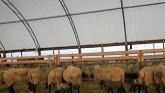 Sheep Farming At Ewetopia Farms: Lambs in Cold Temperatures