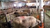Sheep Farming At Ewetopia Farms: Car...