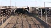 SUNUP - Low-Stress Cattle Handling