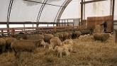 Sheep Farming At Ewetopia Farms: Busy...