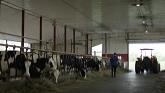 Schuttens Holsteins - a family dairy farm