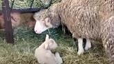Sheep Farming At Ewetopia Farms: Lambing Madness!