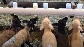 Sheep Farming At Ewetopia Farms: Lambs Heading To Nova Scotia Soon