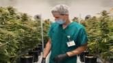 Iowa Medical Marijuana Expansion Hopes