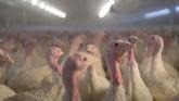 A Day in the Life of an Ontario Turkey Farmer