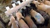Sheep Farming At Ewetopia Farms: Health Problems In Sheep