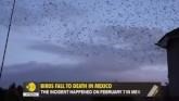 Gravitas: Why Hundreds Of Birds Fell To Death In Mexico