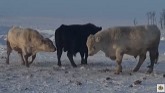 The fun and games of cattle in arctic...