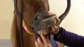 Equine Dental Care, and Why It