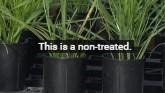 SUNUP- Herbicide Resistance in Italian Rye Grass