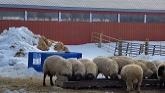 Sheep Farming At Ewetopia Farms: Sheep Movement & Barn Reconfigurations