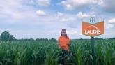 LAUDIS® | Eastern Canada | The Front Row | Bayer Crop Science
