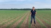 CORVUS | Eastern Canada | The Front Row | Bayer Crop Science
