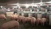 Find out about how pigs are raised in...