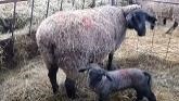 Sheep Farming At Ewetopia Farms: Moving Lambs To The Next Barn