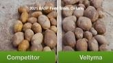 Veltyma fungicide on potatoes | BASF
