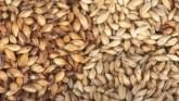 Idaho Barley Economic Study